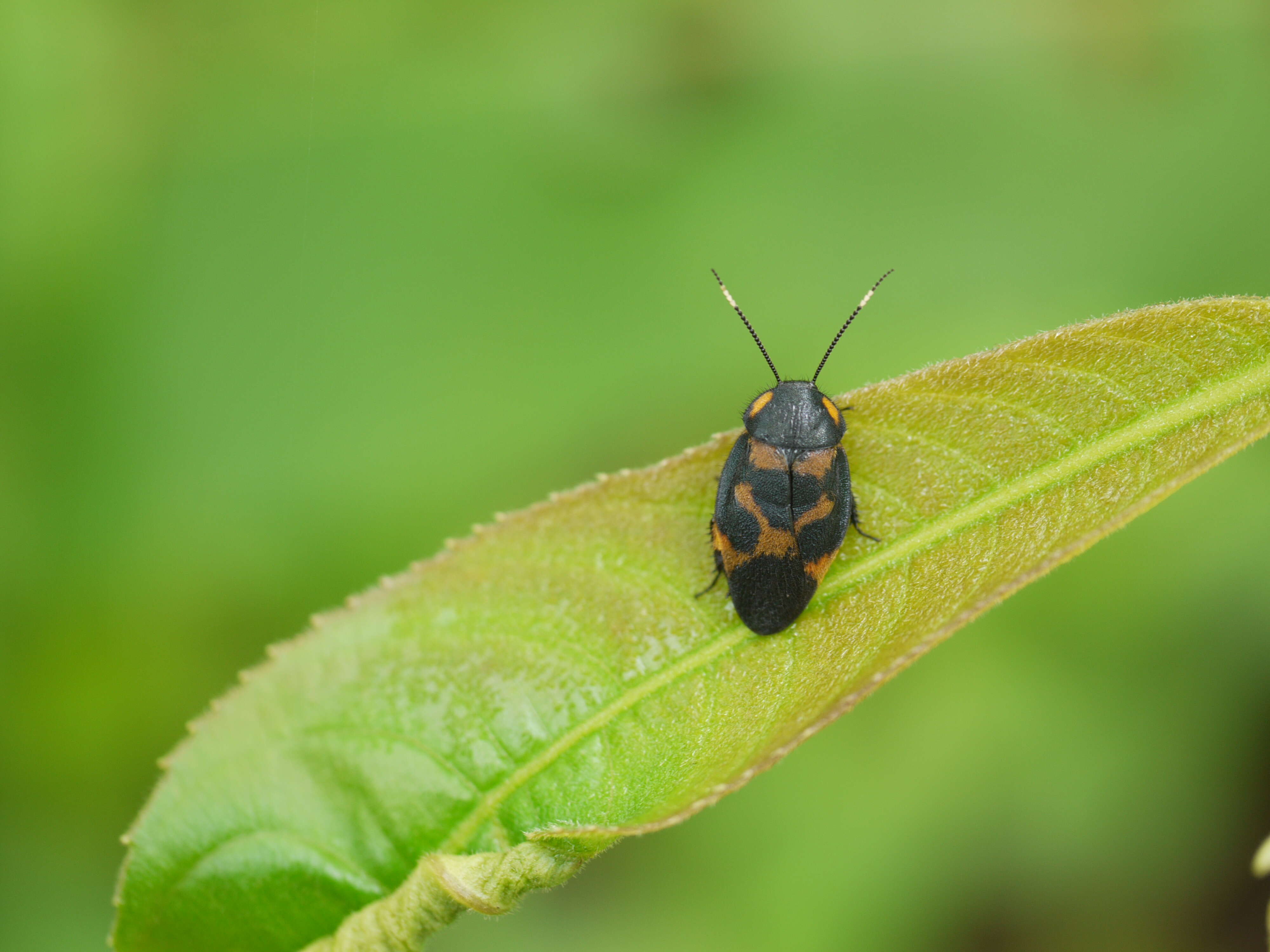 Eucorydia的圖片