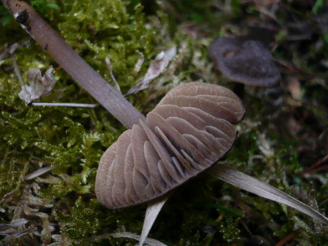 Image of Entoloma vernum S. Lundell 1937