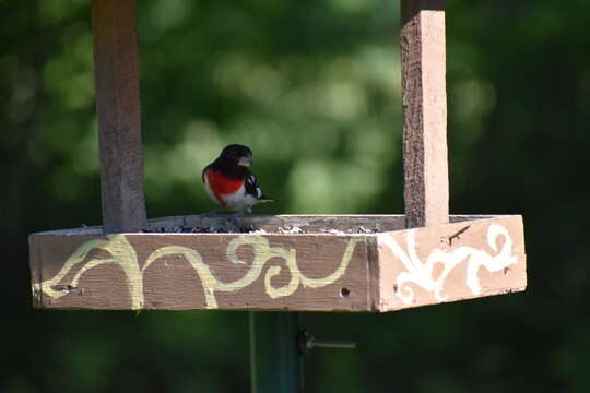 Image of Rose-breasted Grosbeak