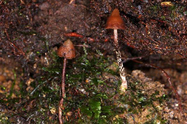 Слика од Psilocybe heimii Guzmán 1978