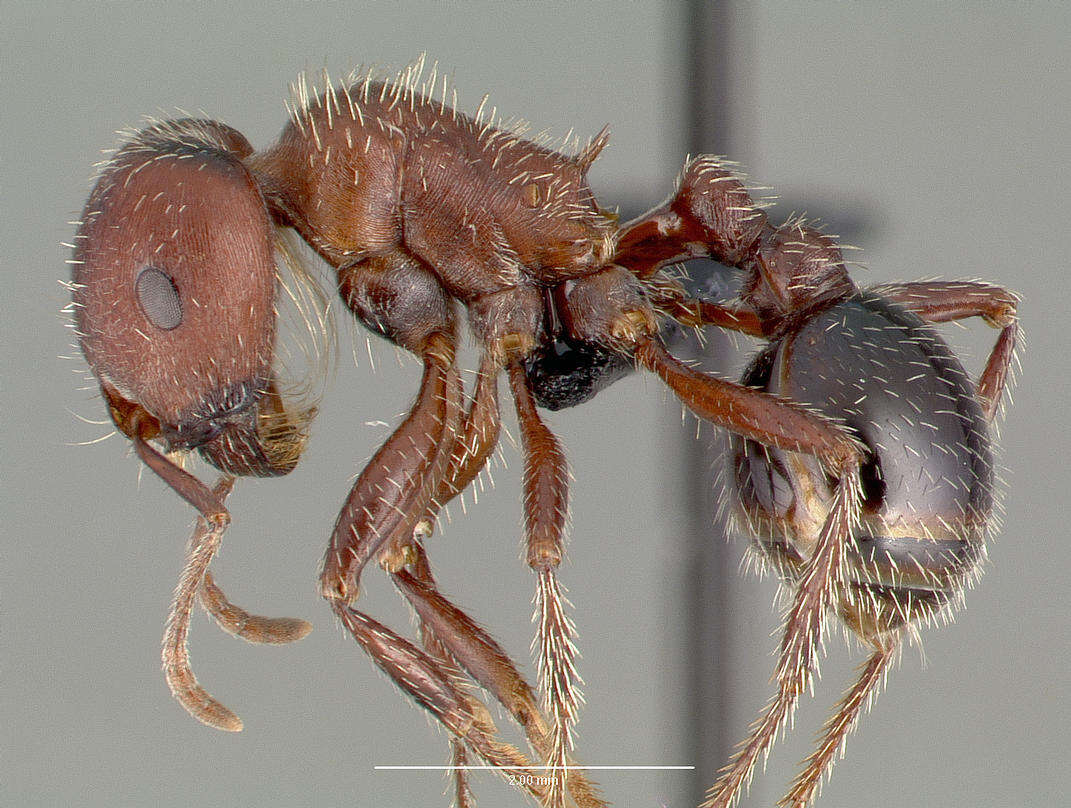 Image of Bicolored Harvester Ant