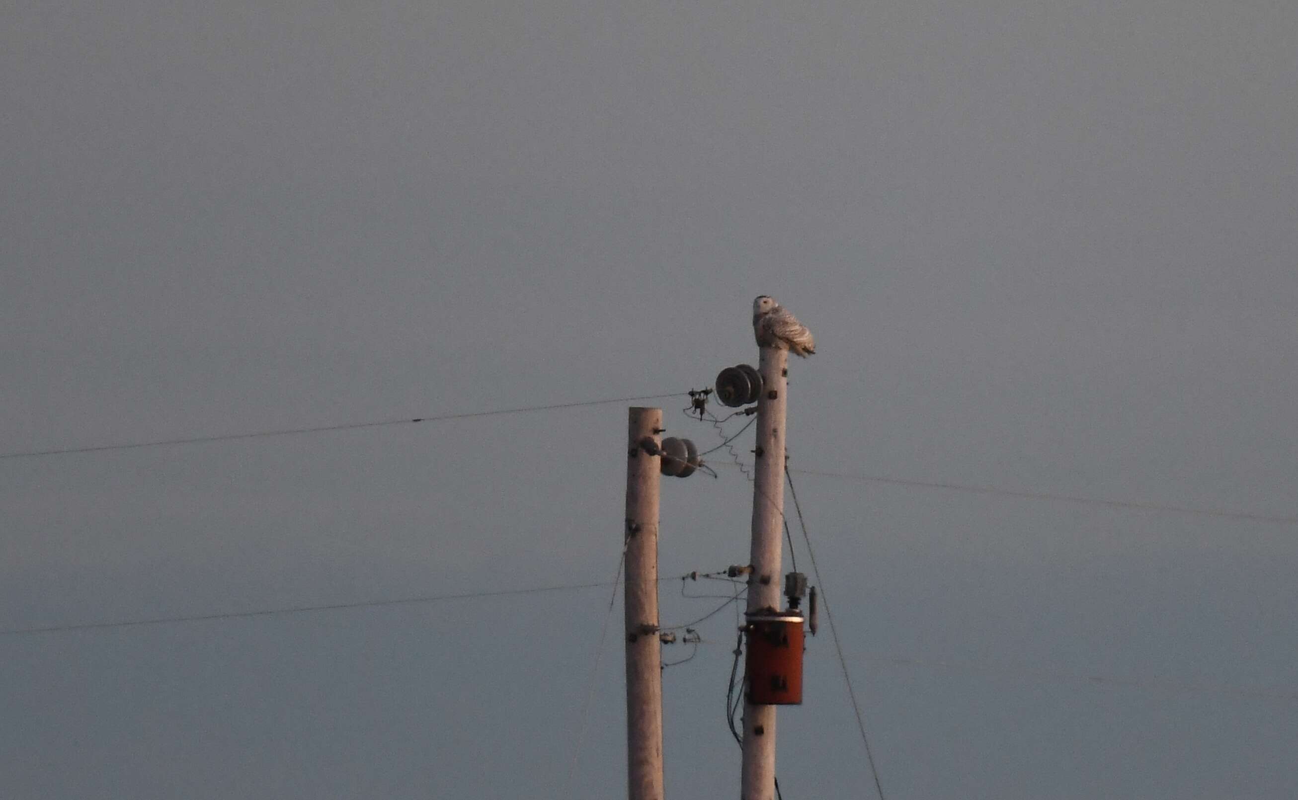 Image of Snowy Owl