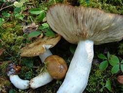 Image of Russula subfoetens W. G. Sm. 1873