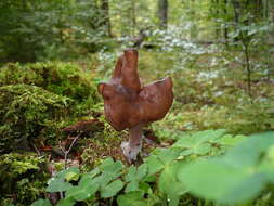 Image of Gyromitra