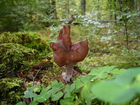 Imagem de Gyromitra