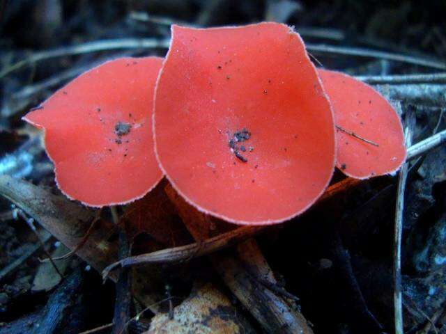 Sivun Sarcoscyphaceae kuva