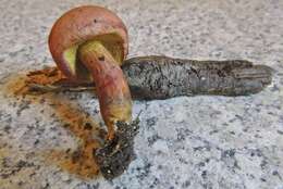 Image of Rheubarbariboletus