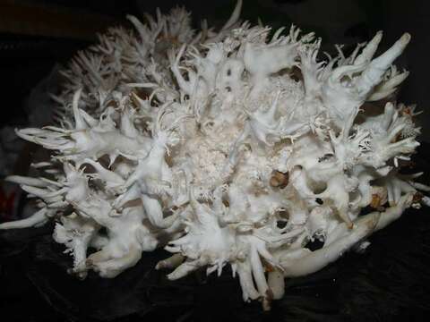 Image de Pleurotus