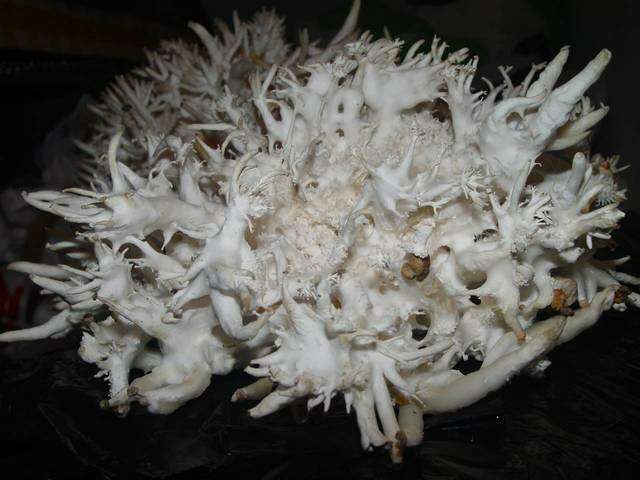 Image of Pleurotus