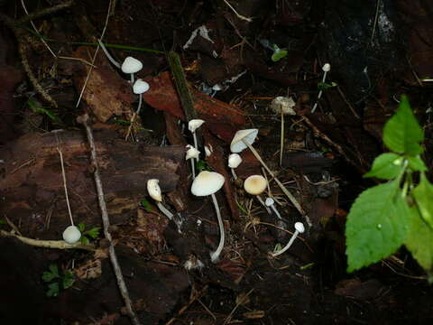 Sivun Hemimycena kuva