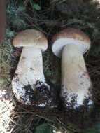 Image of Boletus