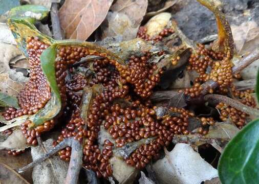 Image of Egg-shell Slime Mold