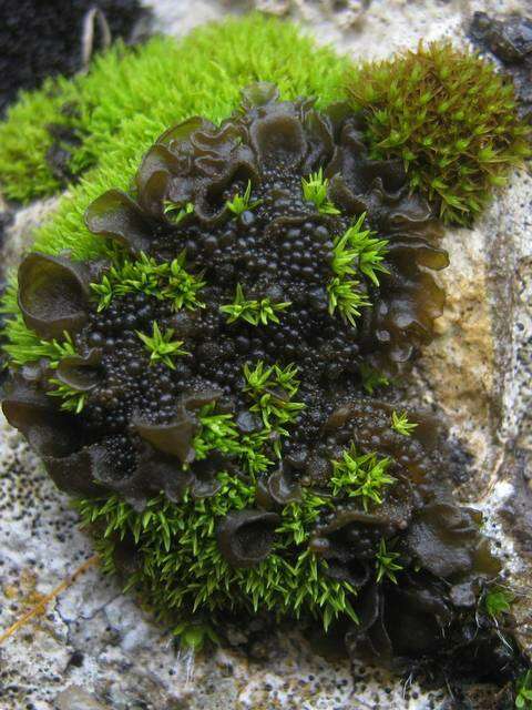 Image of Jelly lichens