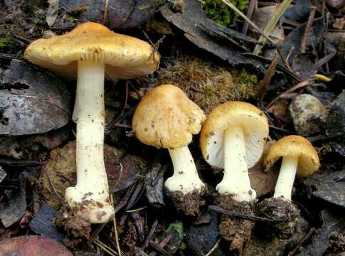 Image of Inocybe mixtilis (Britzelm.) Sacc. 1887