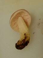 Image of Bonnet Mushroom