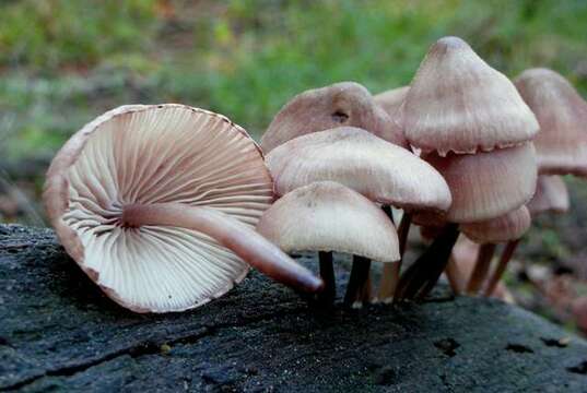 Image of Mycena