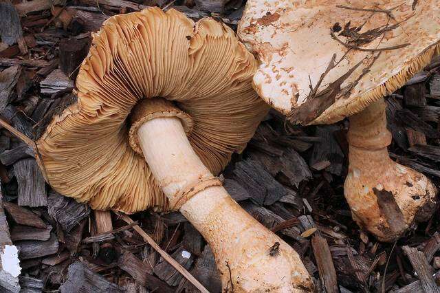 Image of Amanita ochrophylla (Cooke & Massee) Cleland 1924