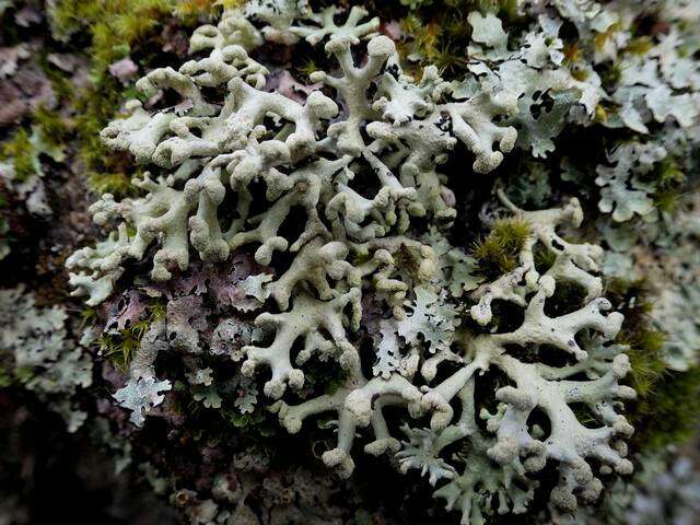 Image of Powder-headed tube lichen