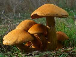 Imagem de Gymnopilus