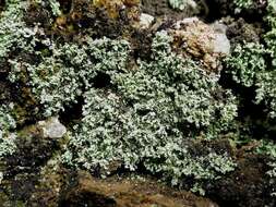 Image of Cottonthread lichens