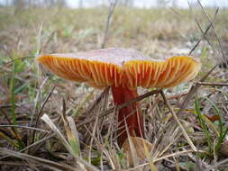 Image de Hygrocybe