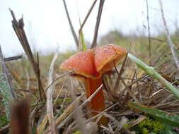 Image de Hygrocybe