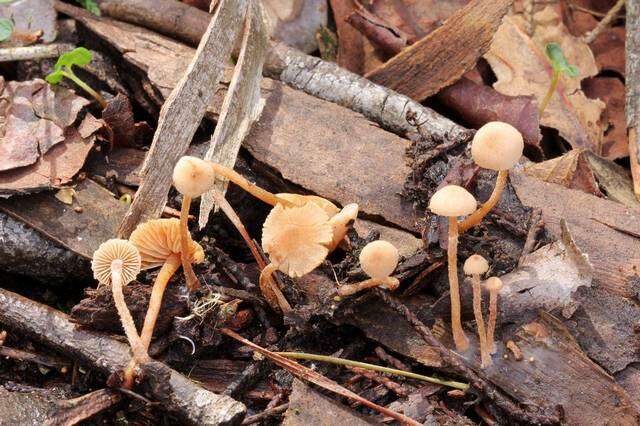 Plancia ëd Flammulaster carpophilus (Fr.) Earle ex Vellinga 1986