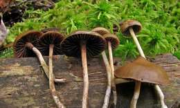 Psilocybe fuscofulva Peck 1887的圖片