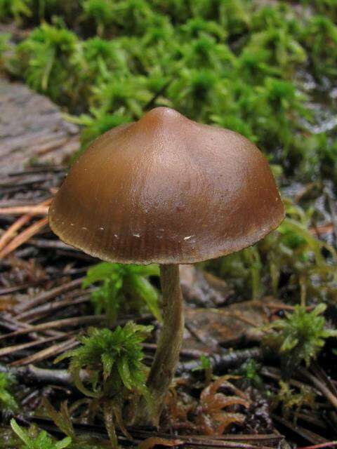 Image of Psilocybe fuscofulva Peck 1887