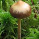 Слика од Psilocybe fuscofulva Peck 1887