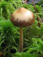 Image of Psilocybe fuscofulva Peck 1887