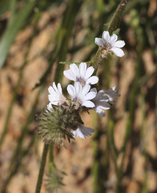 Image de Scaevola virgata R. Carolin