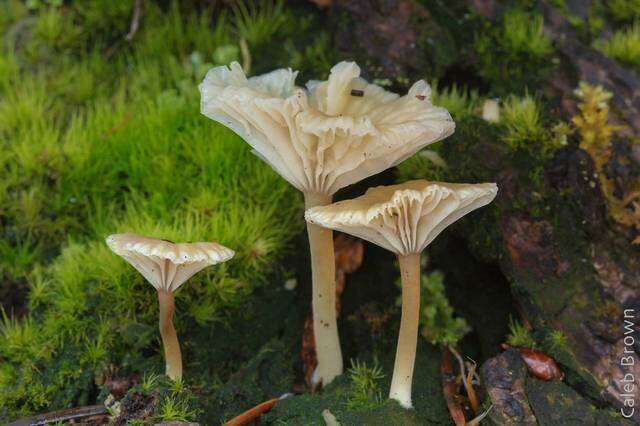 Image de Hygrophoraceae