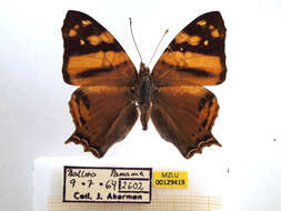 Image of Hypanartia lethe Fabricius 1793