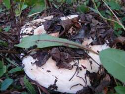 Image of Milk Cap Mushrooms