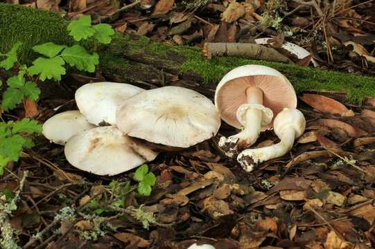 Image of yellow-stainer