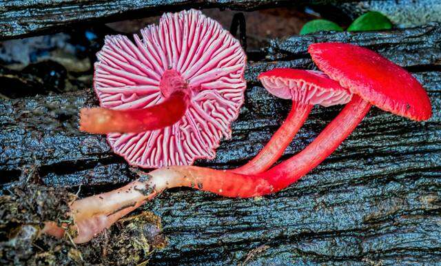 Image of Hygrocybe firma (Berk. & Broome) Singer 1958