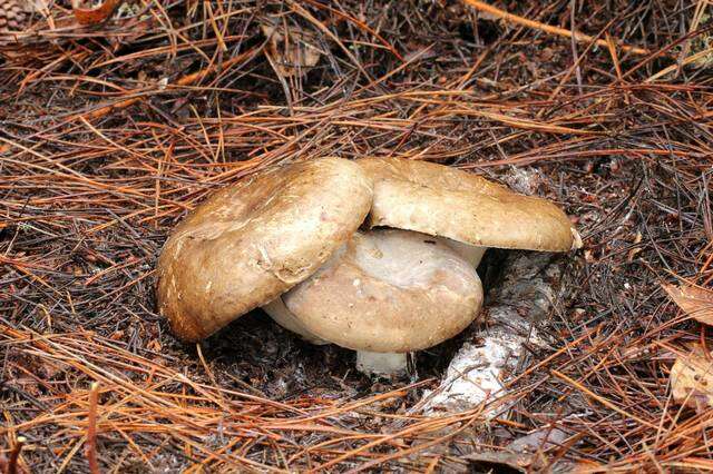 Image de Russula dissimulans Shaffer 1962