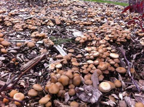 Image of Psilocybe ovoideocystidiata Guzmán & Gaines 2007