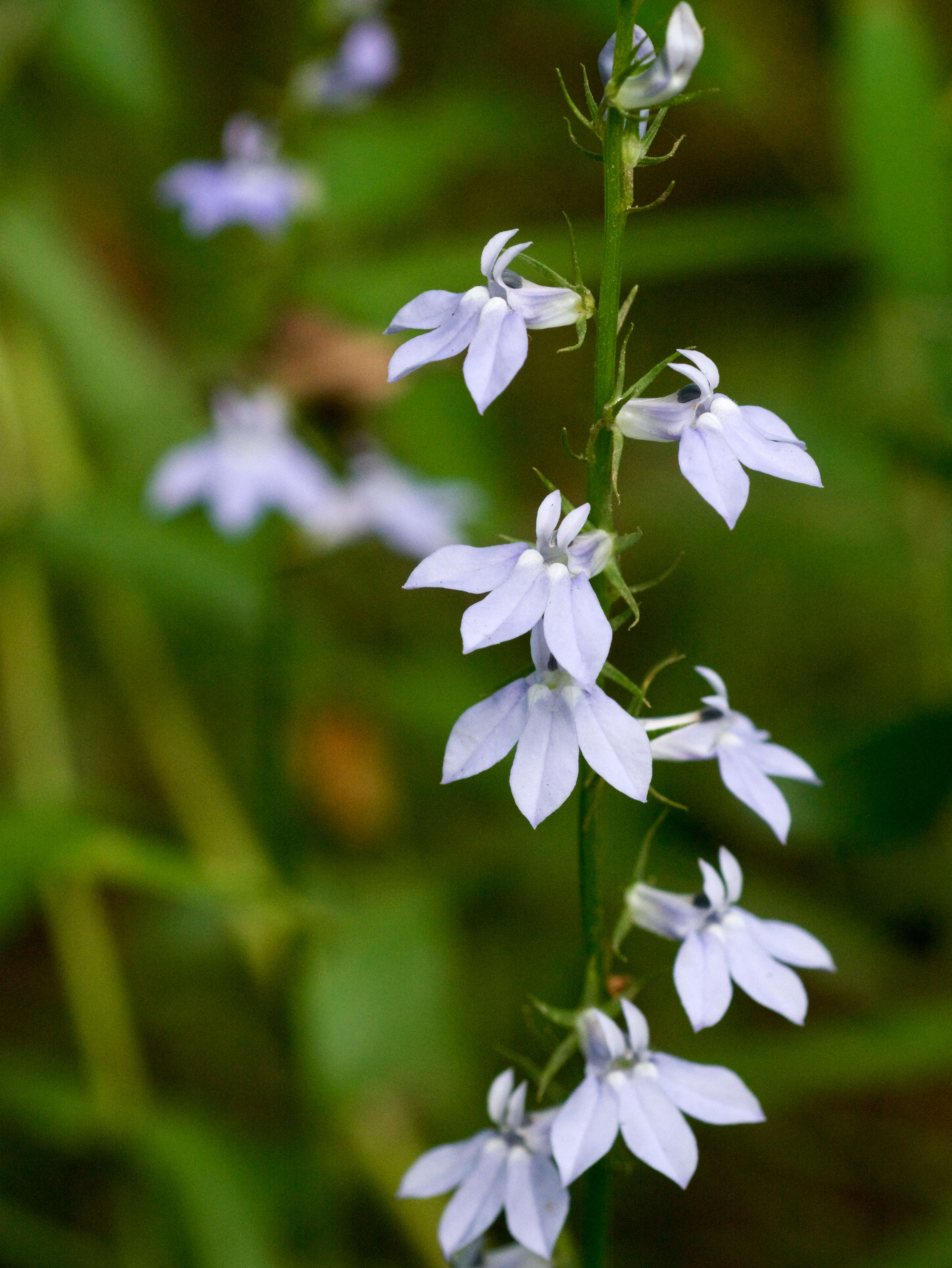 Image of pale lobelia