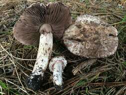 Image of Agaricus fuscovelatus Kerrigan 1985