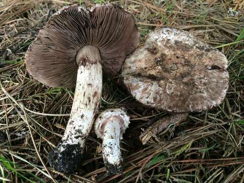 Imagem de Agaricus fuscovelatus Kerrigan 1985