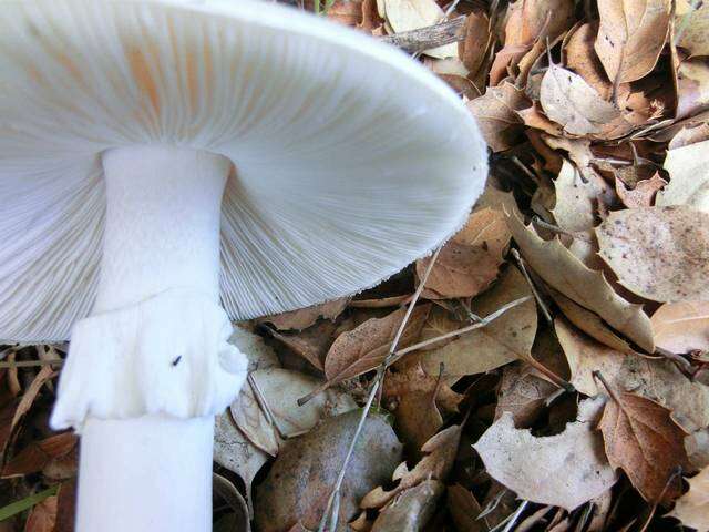 Image of Western North American Destroying Angel