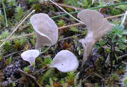 Image de Arrhenia spathulata (Fr.) Redhead 1984