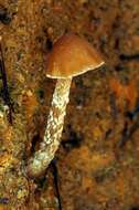 Image of Psilocybe zapotecorum R. Heim 1957