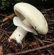 Image of Wood mushroom