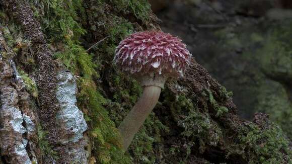 Image of Boletellus