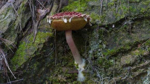 Image of Boletellus