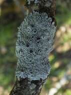 Image of Clemente's rosette lichen