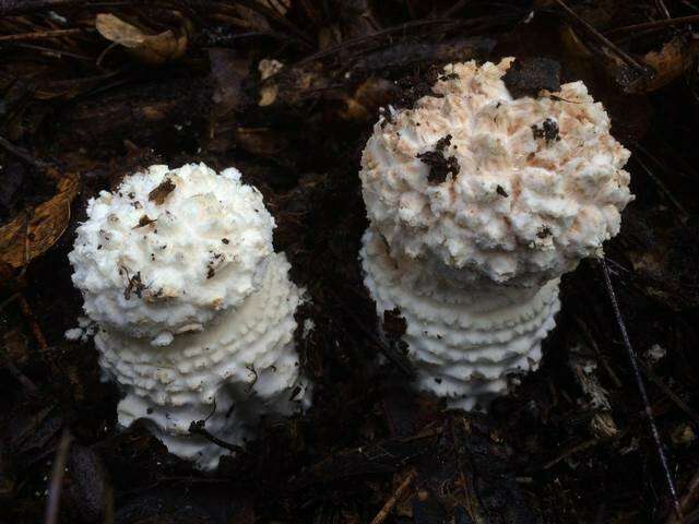 Image of Amanita magniverrucata Thiers & Ammirati 1982